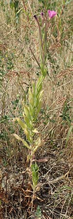 Epilobium hirsutum \ Zottiges Weidenrschen / Great Willowherb, D Essen 27.7.2019