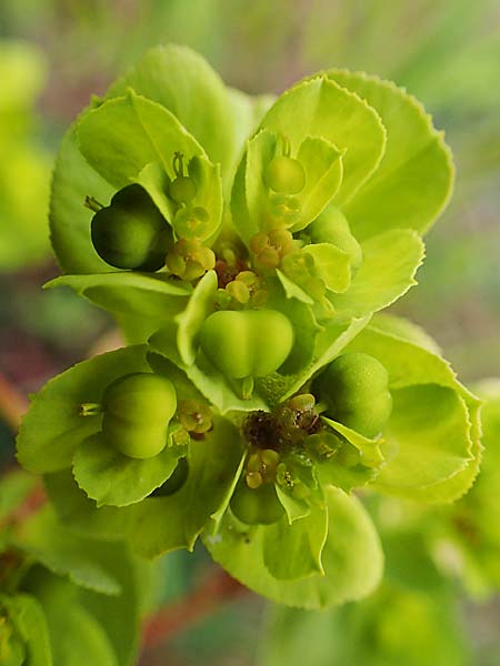 Euphorbia helioscopia \ Sonnwend-Wolfsmilch, Sonnen-Wolfsmilch / Sun Spurge, D Grünstadt-Asselheim 1.5.2021