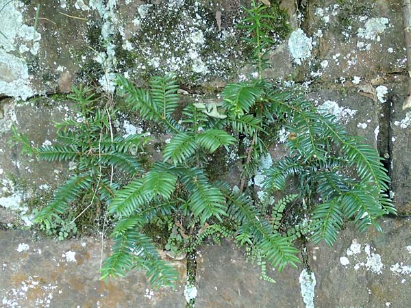 Taxus baccata / Yew, D Heidelberg 18.7.2016