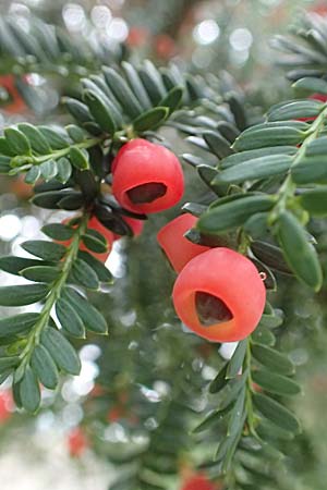 Taxus baccata \ Eibe / Yew, D Heidelberg 22.9.2017