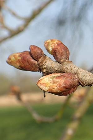 Quercus robur / Common Oak, D Lampertheim 20.3.2020
