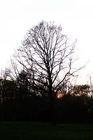 Quercus robur \ Stiel-Eiche / Common Oak, D Mannheim 21.4.2021