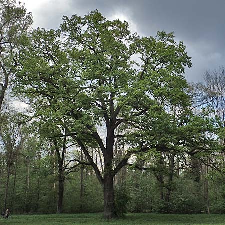 Quercus robur / Common Oak, D Mannheim 29.4.2021