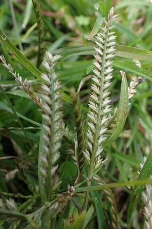 Eleusine indica \ Fingerhirse, Korakan / Indian Goose-Grass, Wire-Grass, D Karlsruhe 6.10.2022