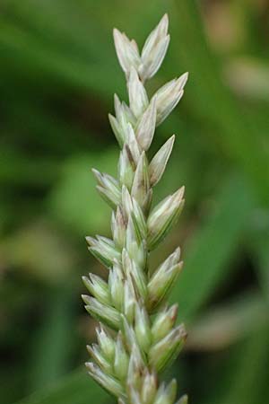 Eleusine indica \ Fingerhirse, Korakan / Indian Goose-Grass, Wire-Grass, D Karlsruhe 6.10.2022