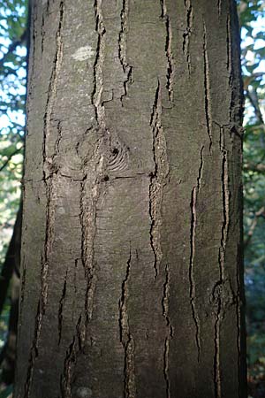 Castanea sativa \ Edel-Kastanie, Ess-Kastanie / Sweet Chestnut, D Wachenheim 15.10.2017