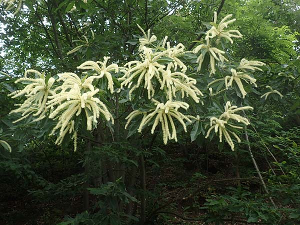 Castanea sativa \ Edel-Kastanie, Ess-Kastanie, D Wachenheim 7.6.2018