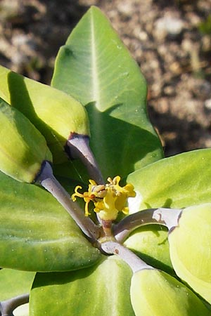 Euphorbia lathyris \ Kreuzblttrige Wolfsmilch / Caper Spurge, D Gimbsheim 11.5.2015