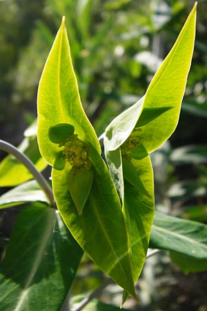 Euphorbia lathyris \ Kreuzblttrige Wolfsmilch / Caper Spurge, D Gimbsheim 11.5.2015