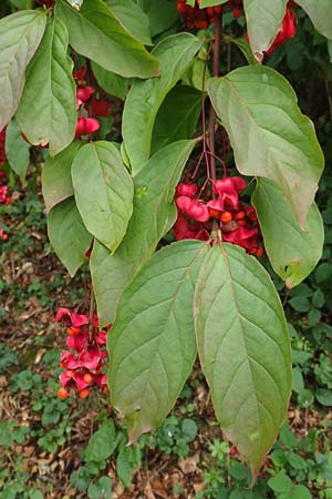 Euonymus latifolius \ Breitblttriges Pfaffenhtchen / Broad-Leaf Spindle, D Bensheim 13.9.2015