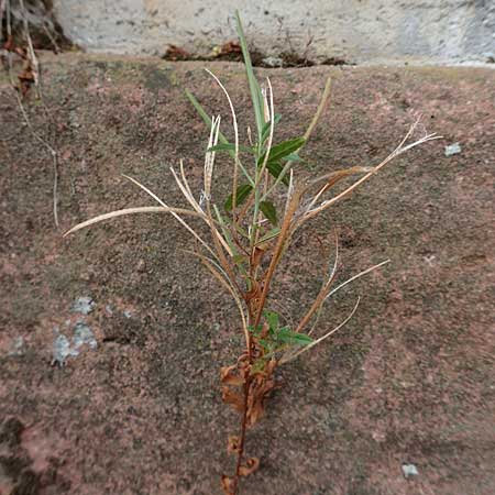 Epilobium lamyi \ Graugrnes Weidenrschen, D Mannheim 20.9.2015