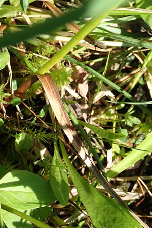 Eriophorum latifolium \ Breitblttriges Wollgras / Broad-Leaved Cotton Grass, D Pfronten 28.6.2016