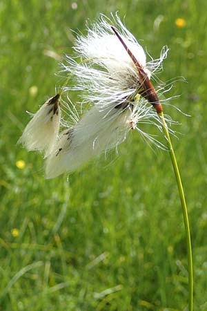 Eriophorum latifolium \ Breitblttriges Wollgras / Broad-Leaved Cotton Grass, D Pfronten 28.6.2016