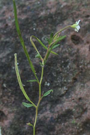 Epilobium roseum \ Rosenrotes Weidenrschen / Pale Willowherb, D Mannheim 21.7.2016