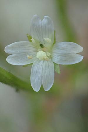 Epilobium roseum \ Rosenrotes Weidenrschen, D Mannheim 21.7.2016