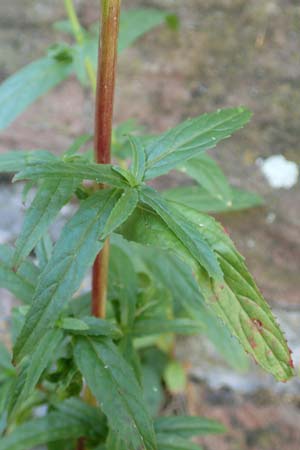 Epilobium roseum \ Rosenrotes Weidenrschen / Pale Willowherb, D Mannheim 21.7.2016