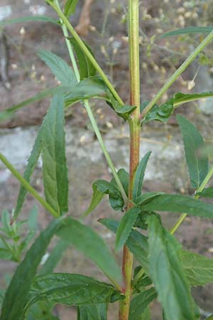 Epilobium roseum / Pale Willowherb, D Mannheim 21.7.2016