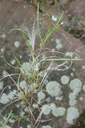 Epilobium roseum \ Rosenrotes Weidenrschen, D Mannheim 21.7.2016