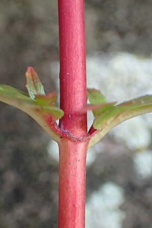 Epilobium roseum / Pale Willowherb, D Mannheim 21.7.2016