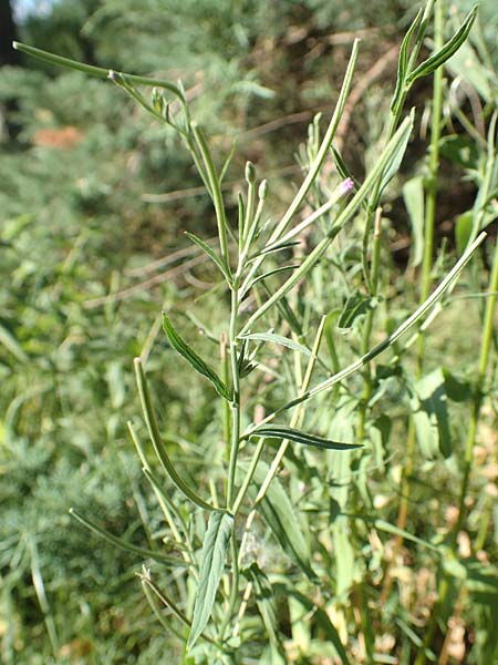 Epilobium lamyi \ Graugrnes Weidenrschen / Hairy Square-Stalked Willowherb, D Aschaffenburg 24.6.2017