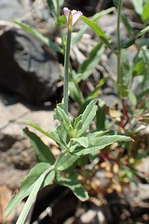 Epilobium lamyi \ Graugrnes Weidenrschen / Hairy Square-Stalked Willowherb, D Mannheim 25.6.2017