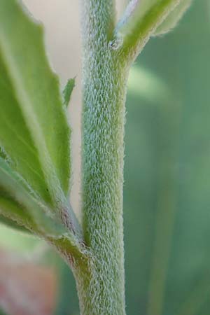 Epilobium lamyi \ Graugrnes Weidenrschen / Hairy Square-Stalked Willowherb, D Mannheim 25.6.2017