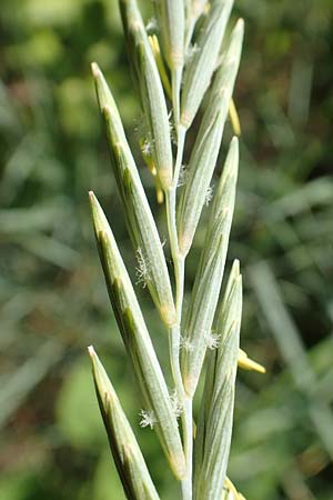 Elymus campestris \ Feld-Quecke, D Neuburgweier 5.6.2018