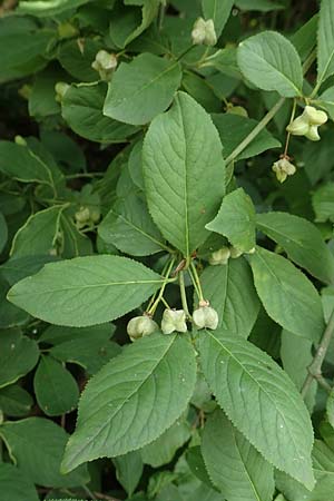 Euonymus latifolius \ Breitblttriges Pfaffenhtchen / Broad-Leaf Spindle, D Neuendorf am Main 21.6.2020