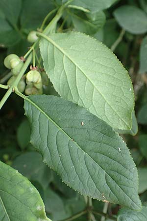 Euonymus latifolius \ Breitblttriges Pfaffenhtchen, D Neuendorf am Main 21.6.2020