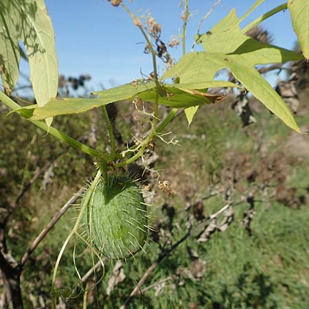 Echinocystis lobata \ Igel-Gurke, Stachel-Gurke / Mock Cucumber, D Sachsen-Anhalt, Havelberg 18.9.2020