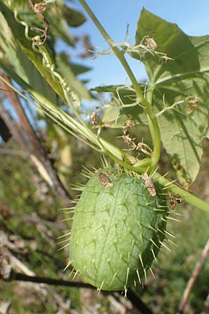 Echinocystis lobata \ Igel-Gurke, Stachel-Gurke / Mock Cucumber, D Sachsen-Anhalt, Havelberg 18.9.2020