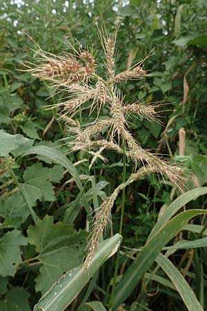 Echinochloa muricata ? \ Stachel-Hhnerhirse, Borstige Hhnerhirse / Awned Barnyard Grass, American Barnyard Grass, D Werne 11.7.2018