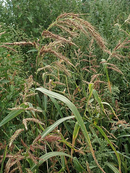 Echinochloa muricata ? \ Stachel-Hühnerhirse, Borstige Hühnerhirse / Awned Barnyard Grass, American Barnyard Grass, D Werne 11.7.2018