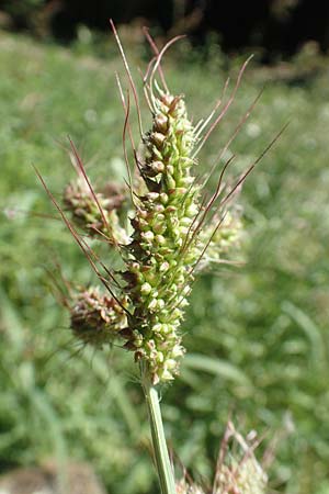 Echinochloa muricata ? \ Stachel-Hhnerhirse, Borstige Hhnerhirse, D Reichenbach an der Fils 19.7.2018