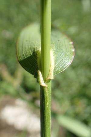 Echinochloa muricata ? \ Stachel-Hhnerhirse, Borstige Hhnerhirse, D Reichenbach an der Fils 19.7.2018