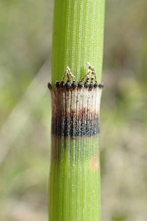 Equisetum hyemale subsp. affine \ Riesen-Winter-Schachtelhalm, D Hagen 14.6.2019