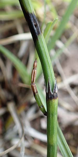 Equisetum x meridionale \ Sdlicher Schachtelhalm / Hybrid Horsetail, D Hagen 11.6.2020