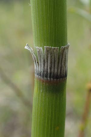 Equisetum x moorei \ Moores Schachtelhalm, D Hagen 11.6.2020