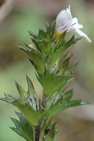 Euphrasia stricta \ Steifer Augentrost, D Harz, Sonnenberg 20.9.2021