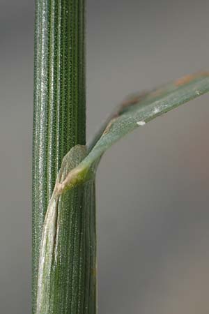 Eragrostis multicaulis \ Vielstngeliges Liebesgras, Japanisches Liebesgras, D Heidelberg 10.11.2021