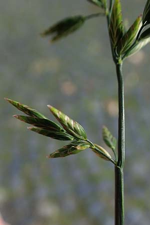 Eragrostis multicaulis \ Vielstngeliges Liebesgras, Japanisches Liebesgras, D Heidelberg 10.11.2021