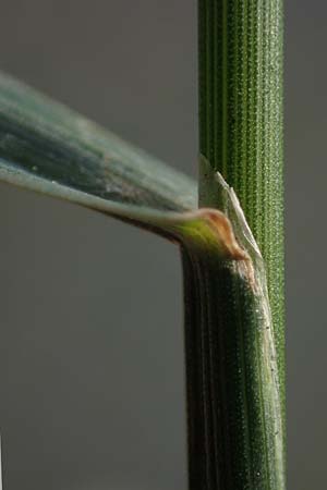 Eragrostis multicaulis \ Vielstngeliges Liebesgras, Japanisches Liebesgras, D Heidelberg 10.11.2021