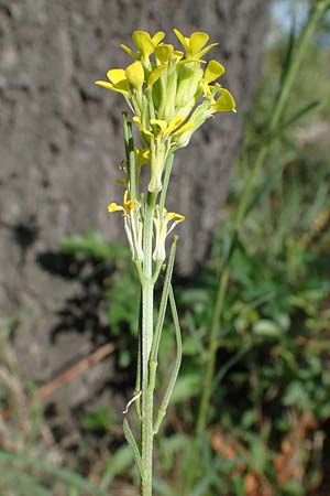 Erysimum marschallianum \ Harter Schterich, D Thüringen, Kölleda 9.6.2022