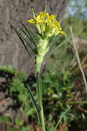 Erysimum marschallianum \ Harter Schterich, D Thüringen, Kölleda 9.6.2022