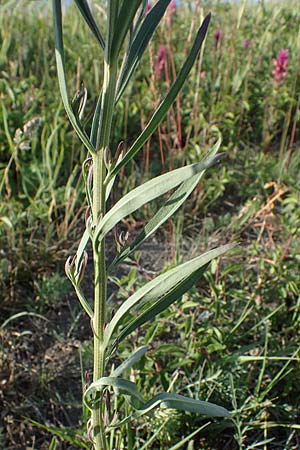 Erysimum marschallianum \ Harter Schterich, D Thüringen, Kölleda 9.6.2022