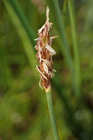 Eleocharis multicaulis \ Vielstngelige Sumpfbinse / Many-Stalked Spike Rush, D  2.6.2023