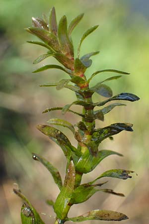 Elodea nuttallii \ Nuttalls Wasserpest, D Groß-Gerau 21.9.2015