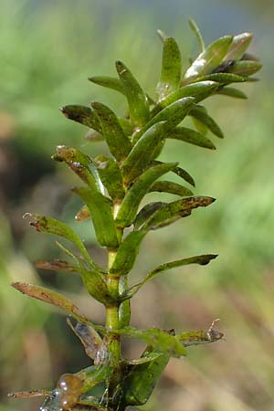 Elodea nuttallii \ Nuttalls Wasserpest / Nuttall's Waterweed, D Groß-Gerau 21.9.2015