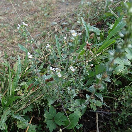 Euphrasia stricta / Drug Eyebright, D Odenwald, Reichelsheim 12.10.2018