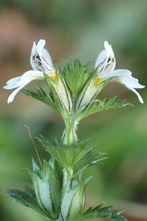 Euphrasia stricta \ Steifer Augentrost, D Odenwald, Reichelsheim 12.10.2018